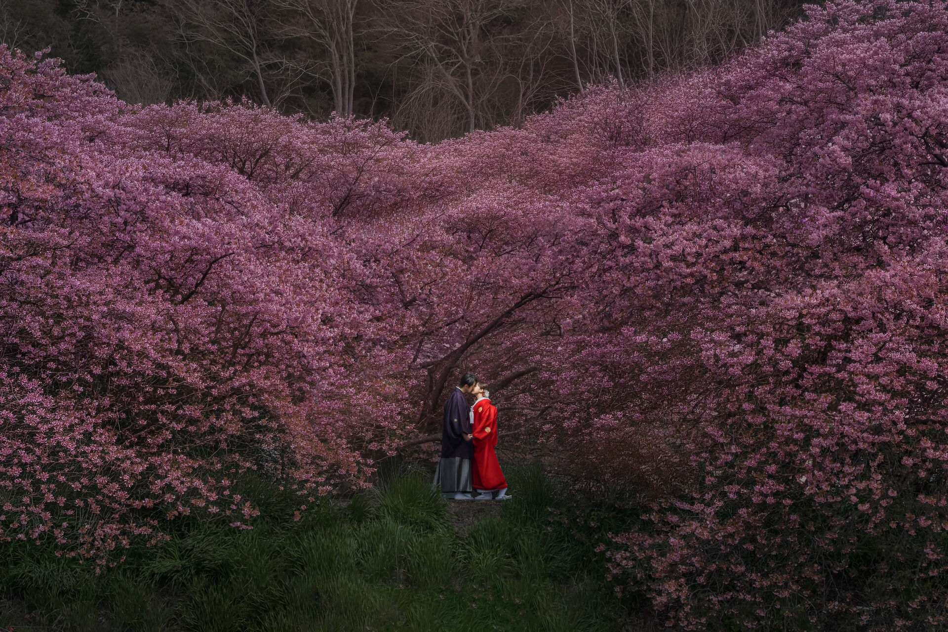 「和装も洋装も桜とのフォトウエディング』